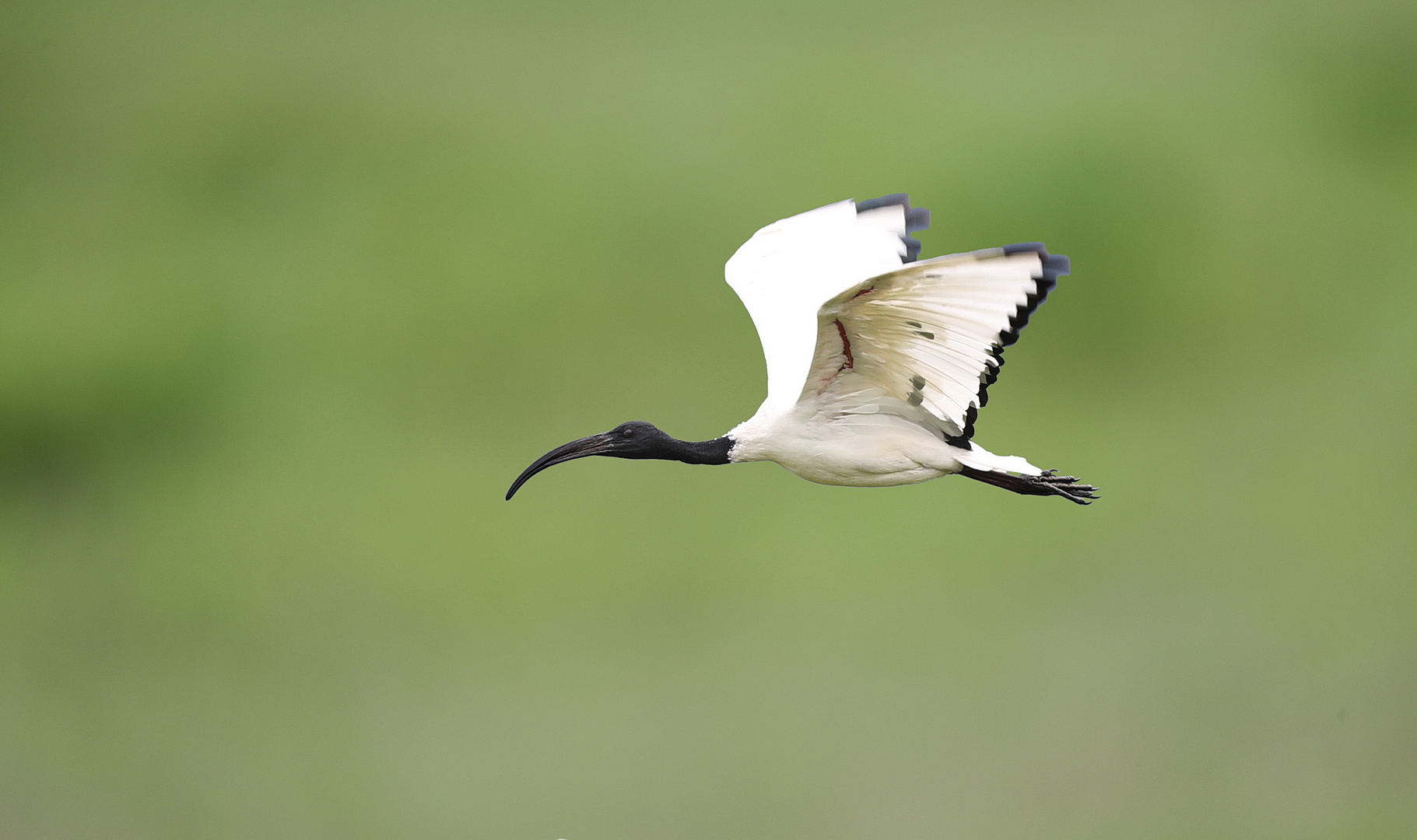 Heiliger Ibis (Threskiornis aethiopicus) im Flug