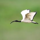 Heiliger Ibis (Threskiornis aethiopicus) im Flug