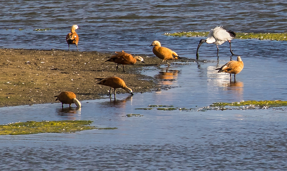 Heiliger Ibis und die Rostgänse am Altmühlsee