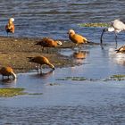 Heiliger Ibis und die Rostgänse am Altmühlsee