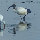 Heiliger Ibis und Löffler