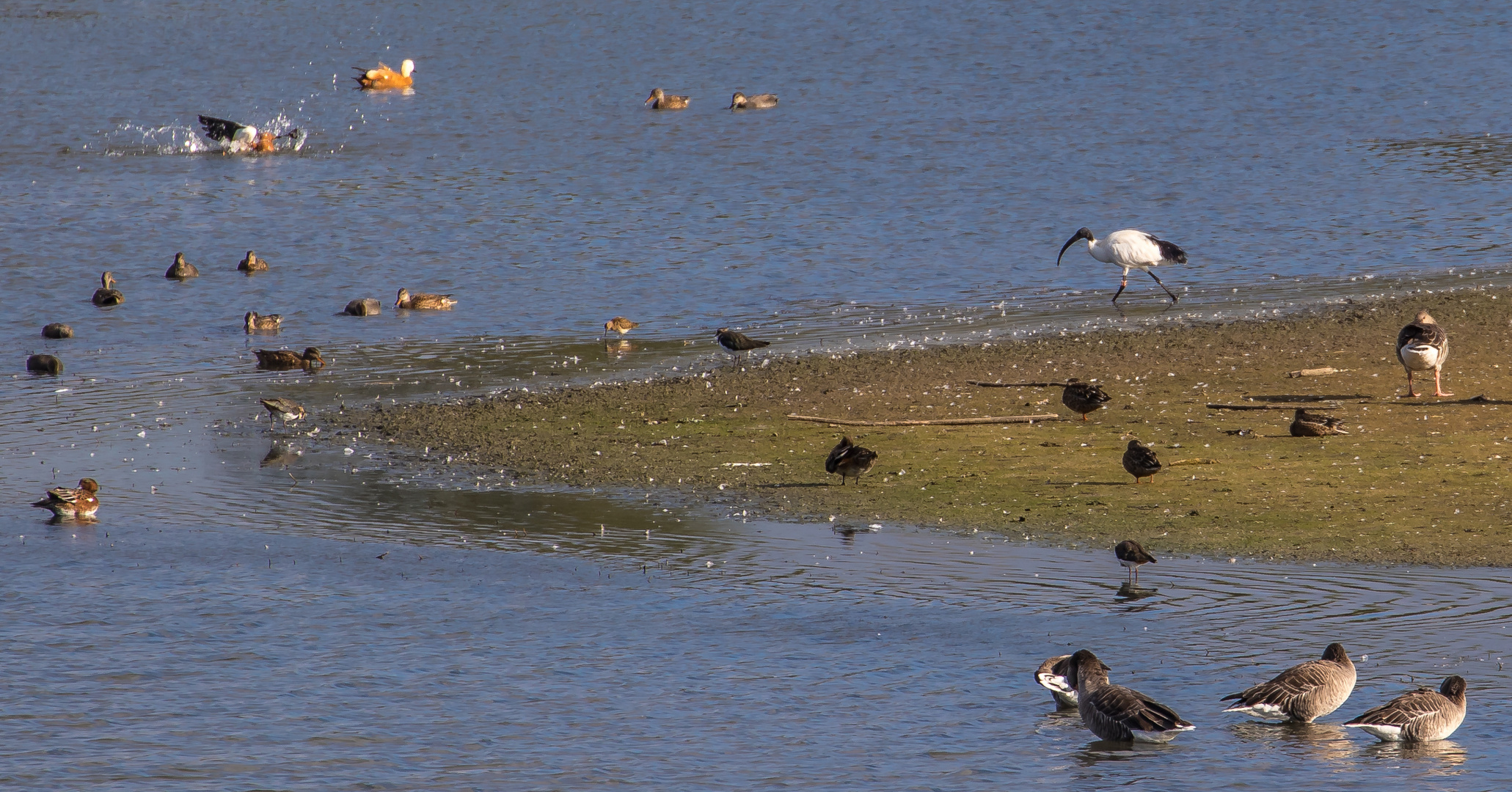 Heiliger Ibis und noch Andere