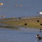 Heiliger Ibis und noch Andere