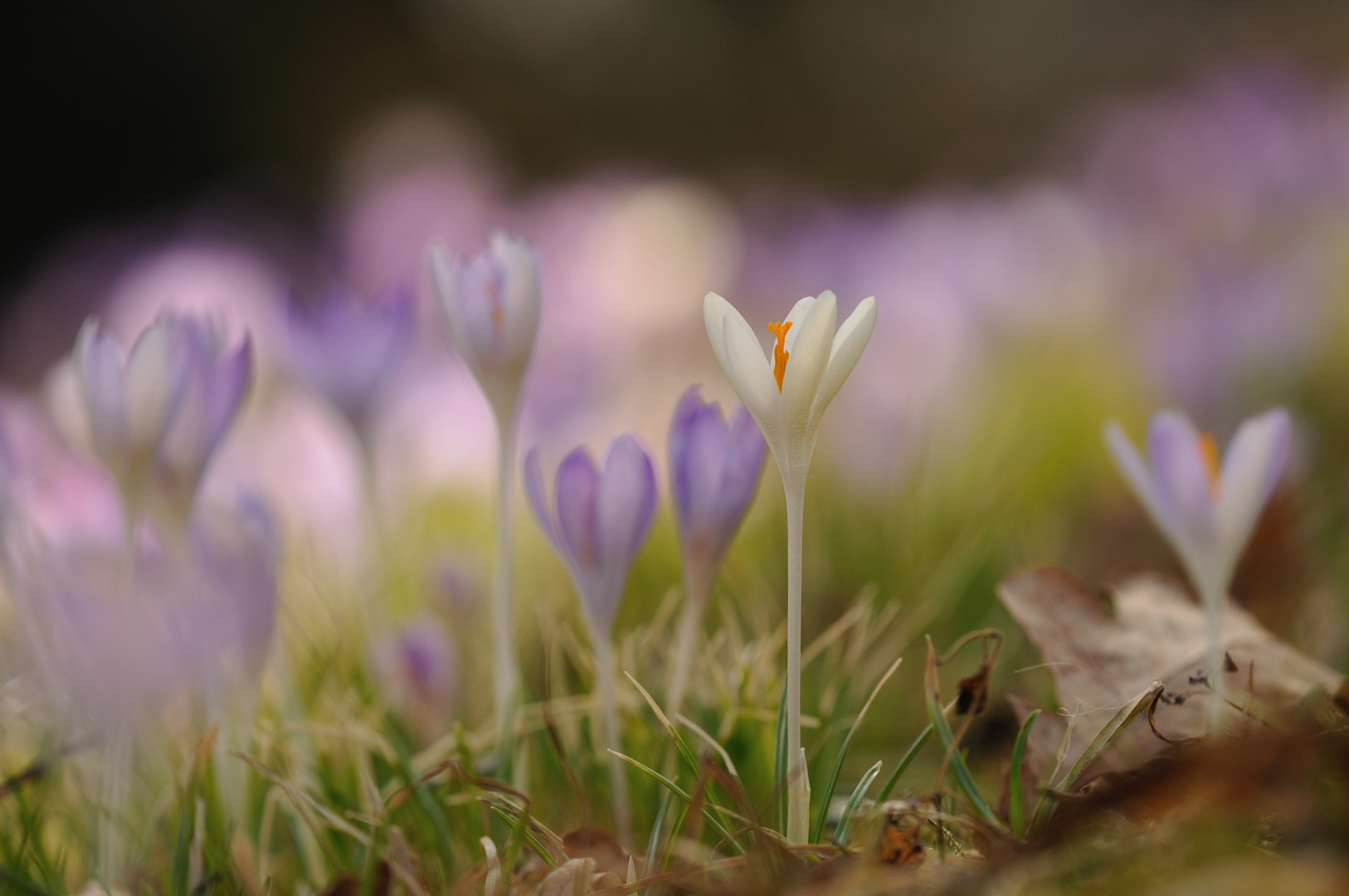 Heiliger Krokus