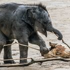 Heiliger Rüssel, ist das sperrig!