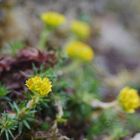 Heiliger Steinbrech, Saxifraga sancta