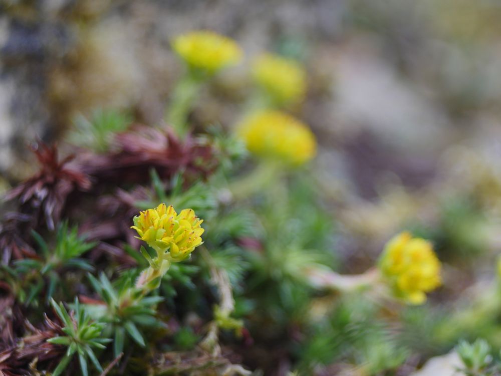 Heiliger Steinbrech, Saxifraga sancta