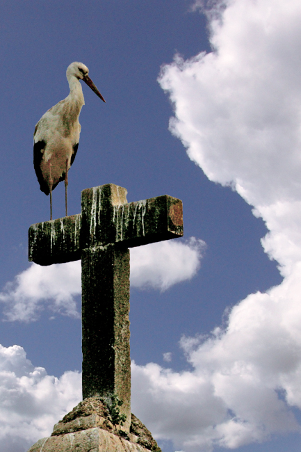 Heiliger Storch!