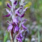 Heiliges Knabenkraut (Orchis sancta)