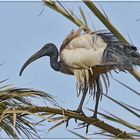 Heiligs Blechle, ein Heiliger Ibis