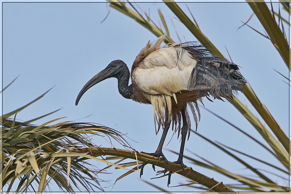 Heiligs Blechle, ein Heiliger Ibis