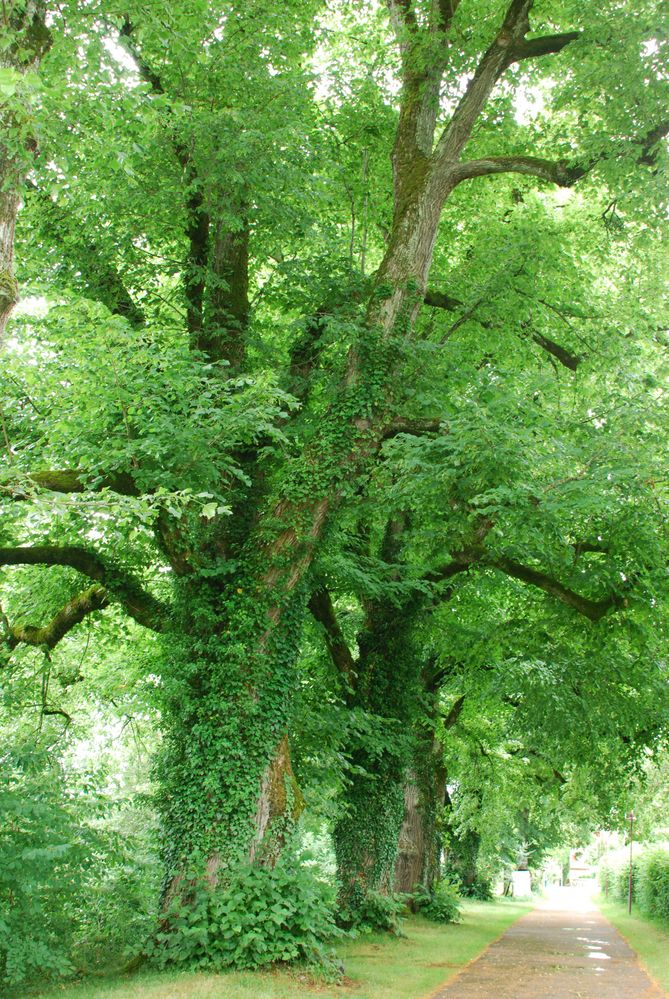 Heiligtum Eichenhain am Kirchweg