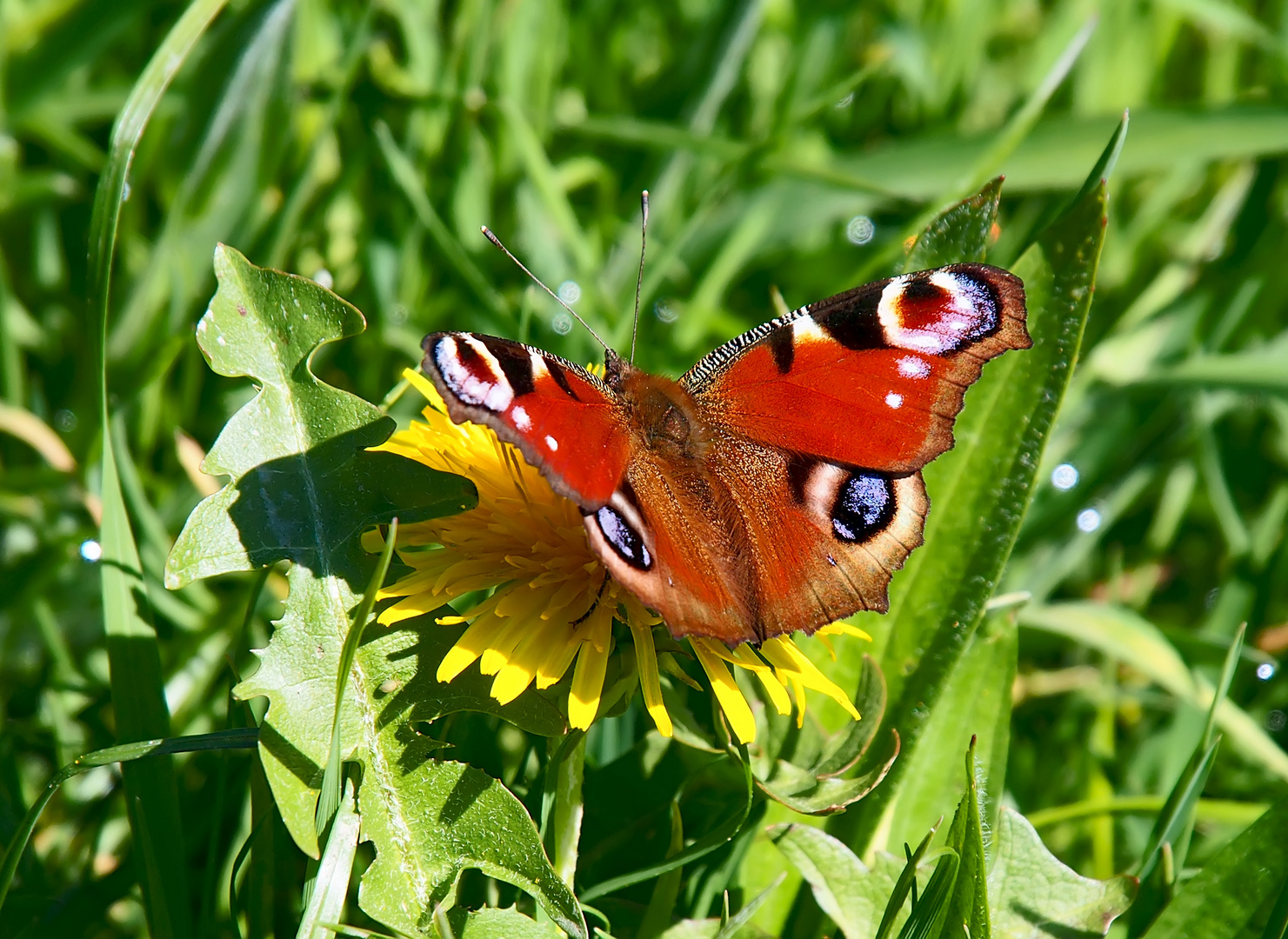 Heilmittel gegen Frühjahrsmüdigkeit: Tagpfauenauge (Inachis io)! - Le Paon du jour est de retour!