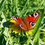 Heilmittel gegen Frühjahrsmüdigkeit: Tagpfauenauge (Inachis io)! - Le Paon du jour est de retour!