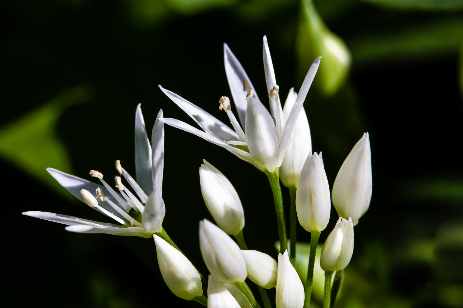  Heilpflantzen: Die Blüte vom Bärlauch (Herba Salutaris)