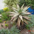 Heilpflanze Aloe Verox (Südafrika)