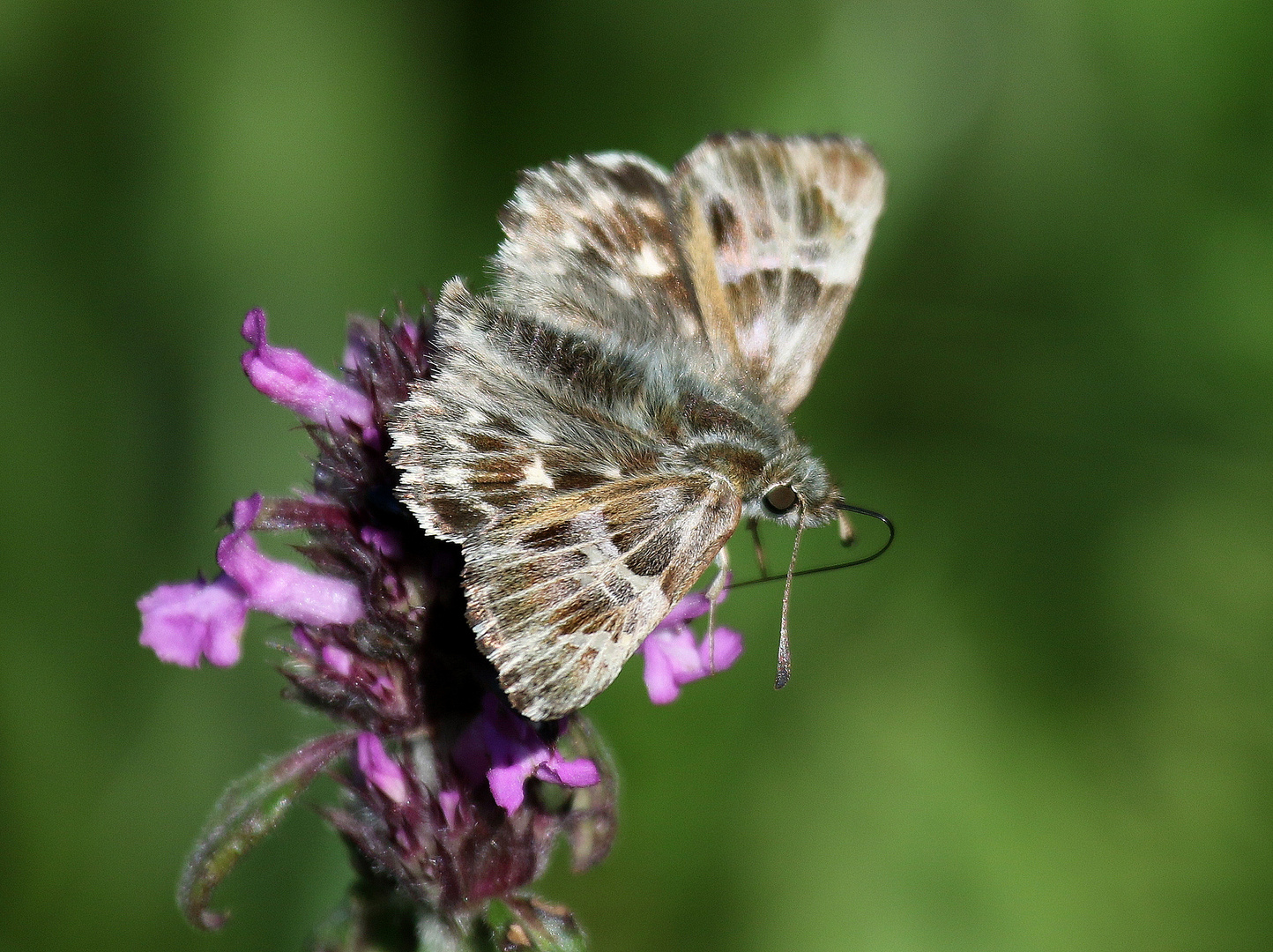 Heilziest-Dickkopffalter, Carcharodus flocciferus