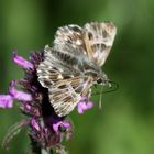 Heilziest-Dickkopffalter, Carcharodus flocciferus