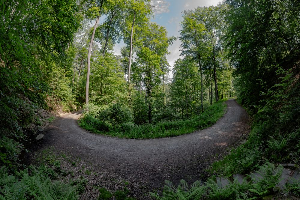 Heimat - Alsbacher Wald