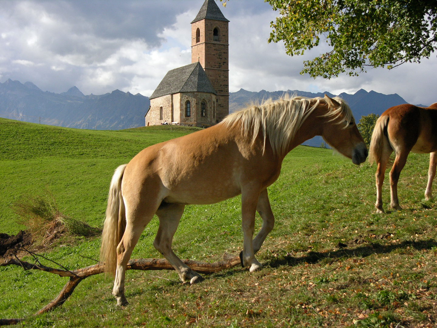 Heimat der Haflinger