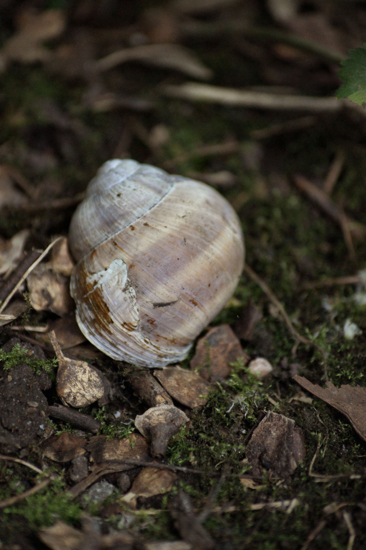 Heimat der Schnecke