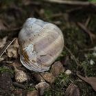 Heimat der Schnecke