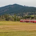 Heimat der "Werdenfels Hamsterbacke"