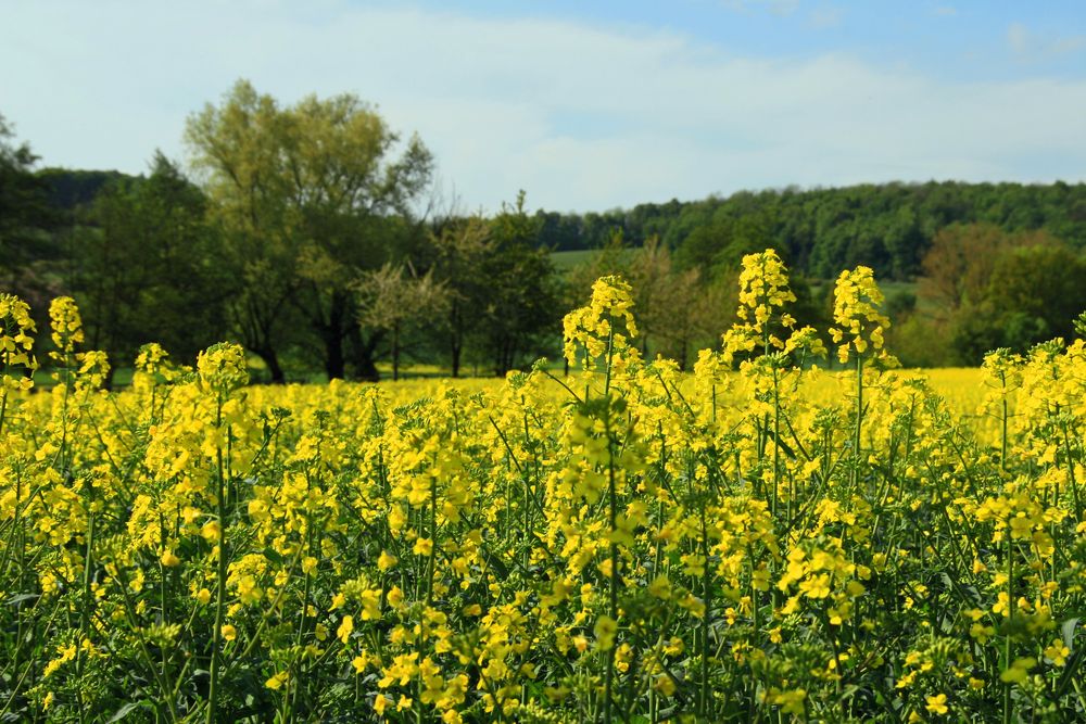 Heimat-Hügel