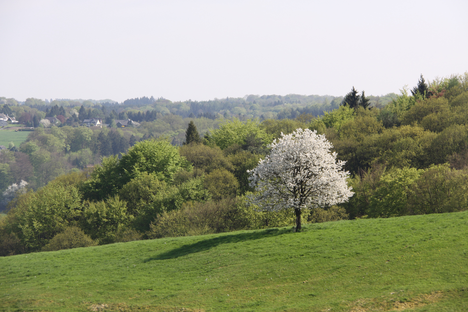 Heimat ist da wo das Herz Wurzeln hat