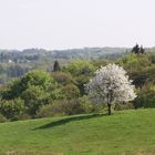 Heimat ist da wo das Herz Wurzeln hat