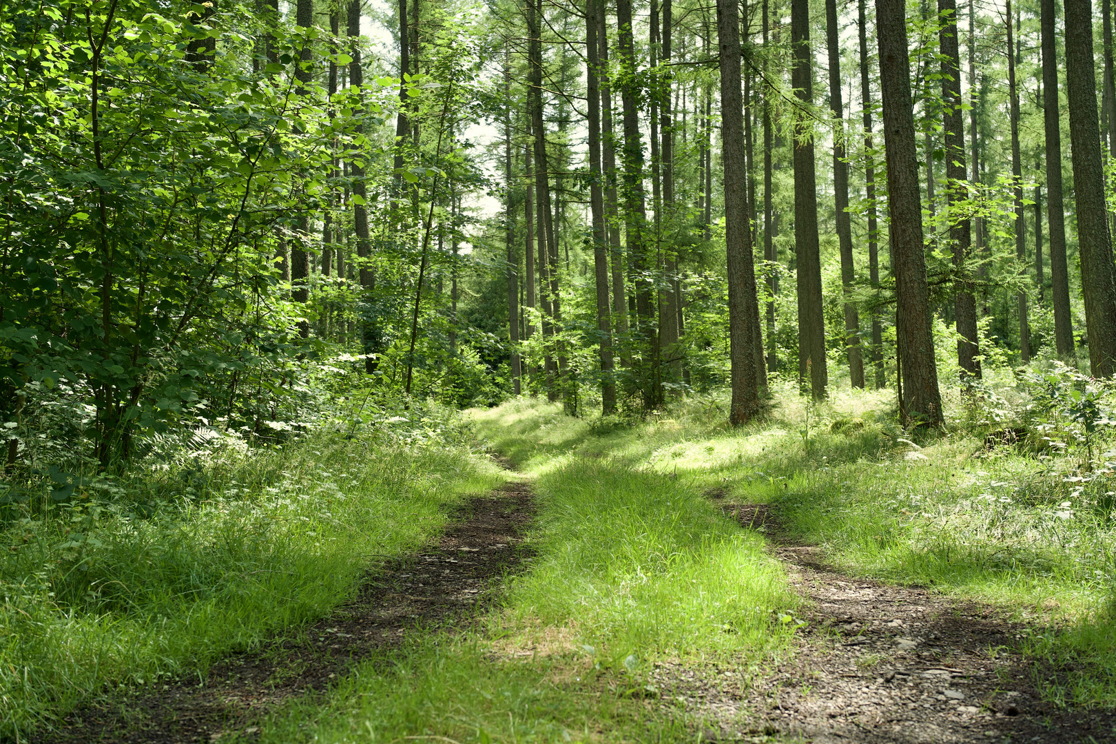 Heimat / Mischwald in den Mittelgebirgen