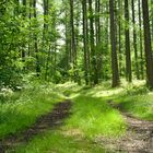 Heimat / Mischwald in den Mittelgebirgen