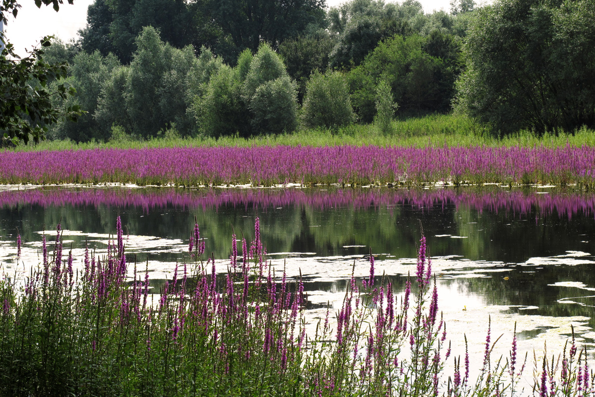 Heimat Niederrhein 1