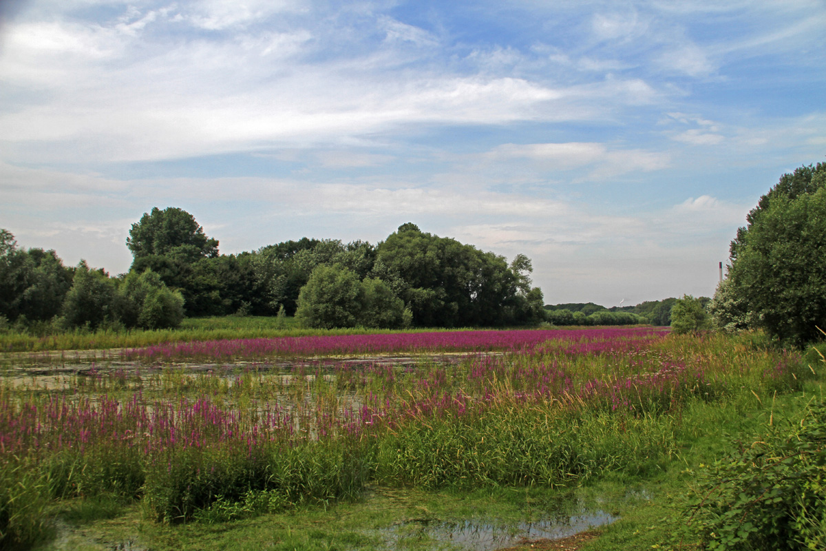 Heimat Niederrhein 2