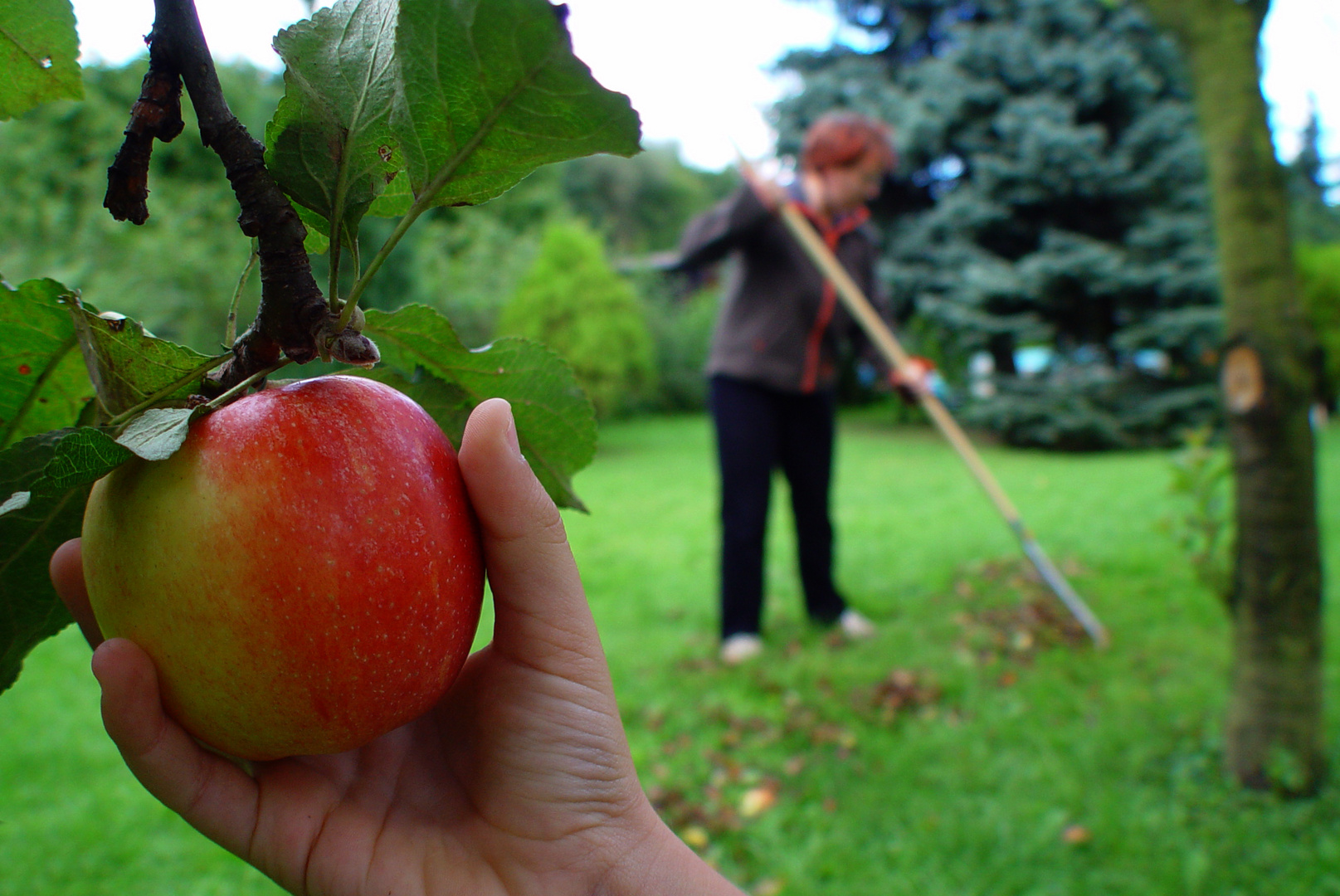 Heimatapfel