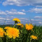 Heimatliche Landschaft