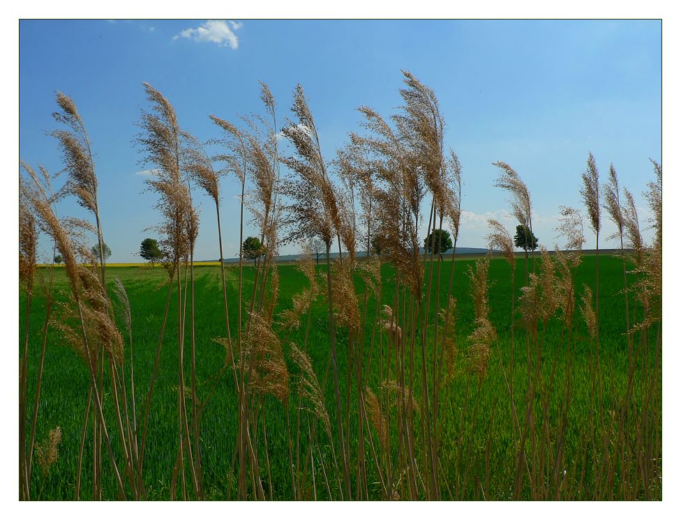 Heimatliche Landschaft (Reload)