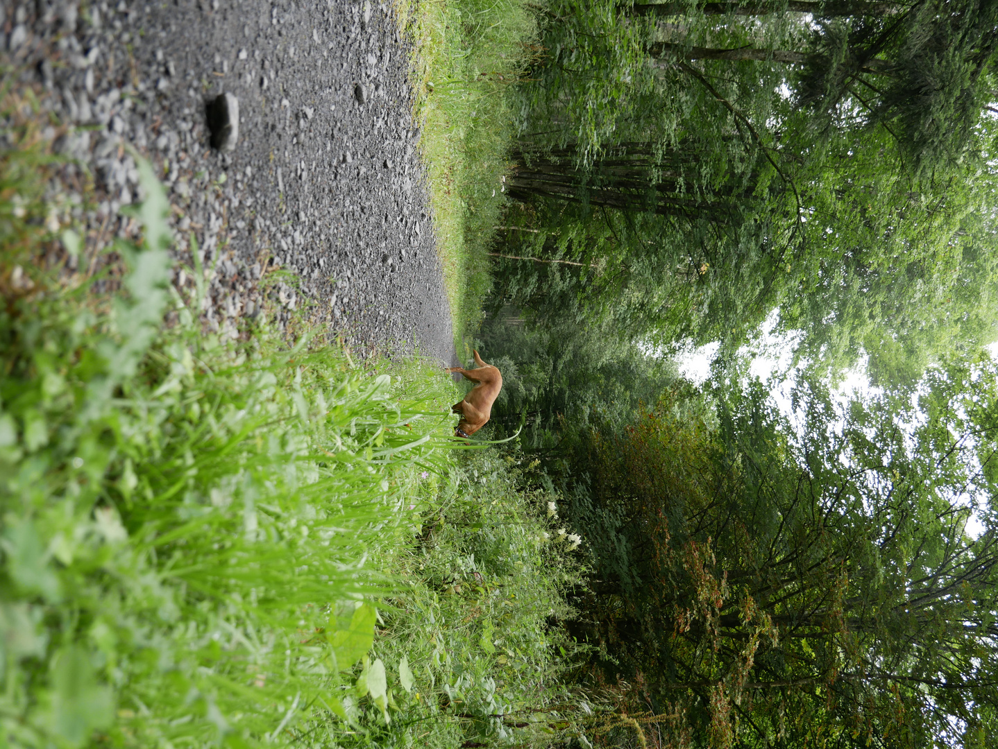 Heimatspur im Lehwaldweg...