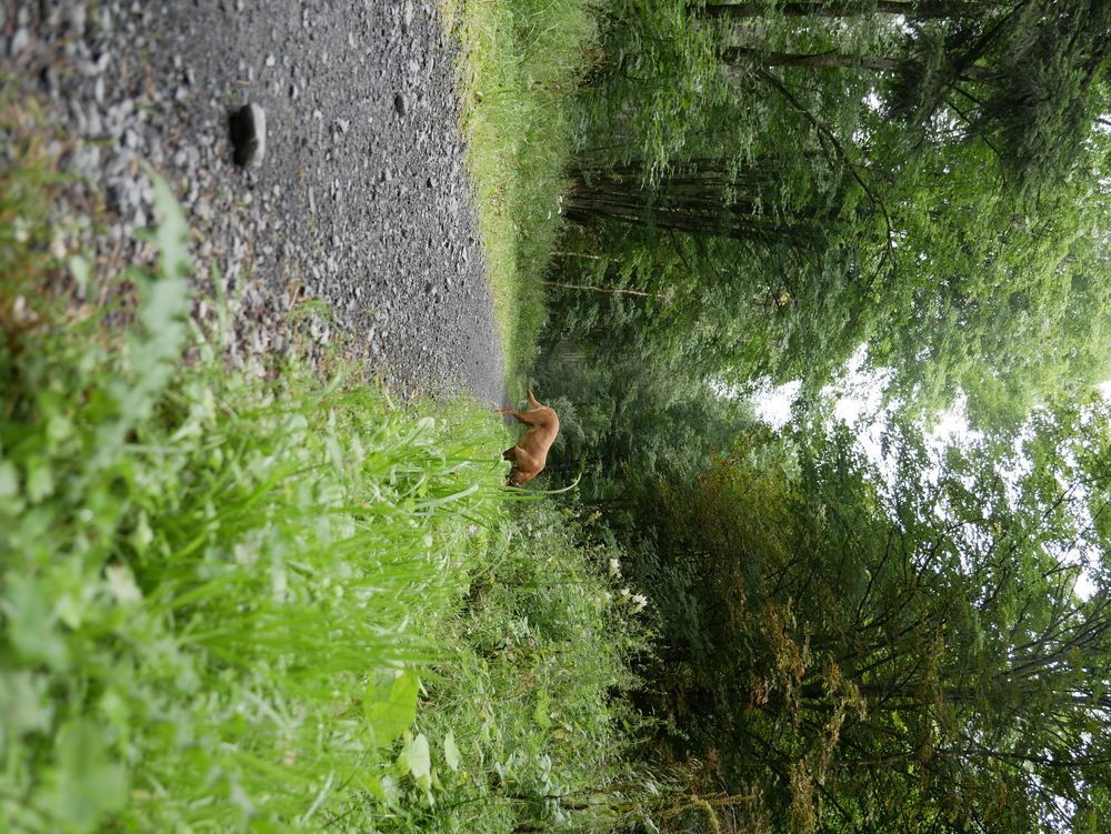 Heimatspur im Lehwaldweg...