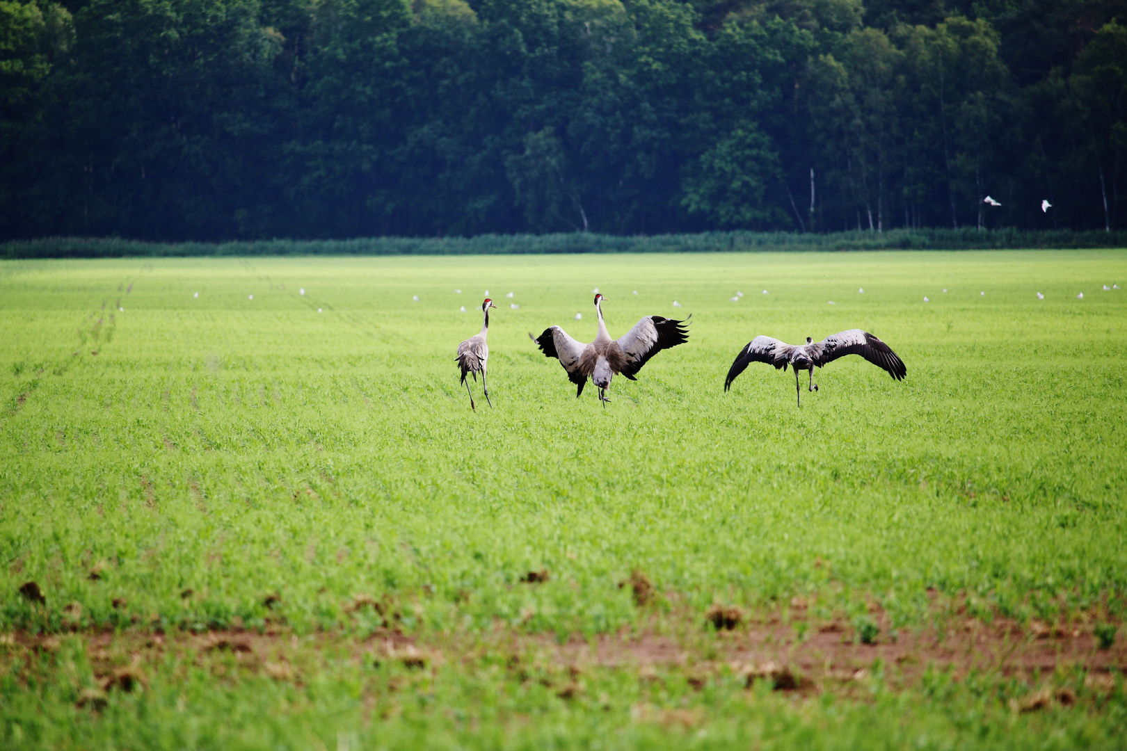 HEIMATURLAUB Juni 2015 MV/11