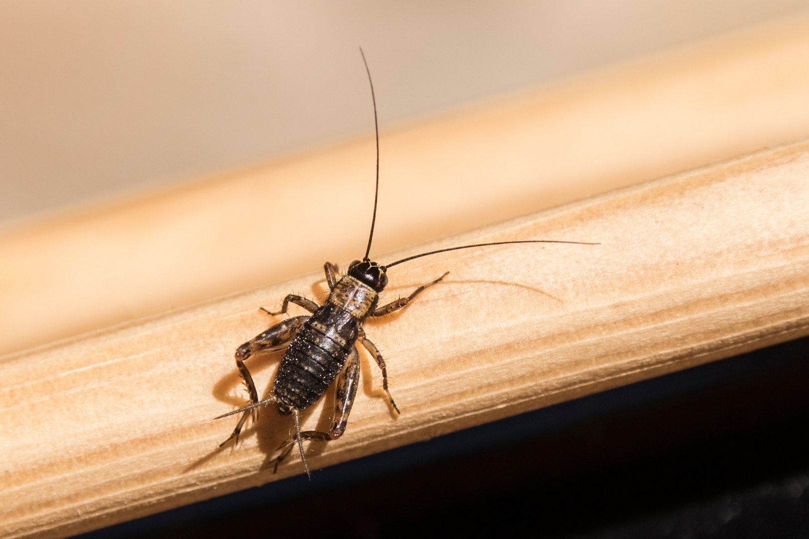 Heimchen Foto &amp; Bild | tiere, wildlife, insekten Bilder auf fotocommunity