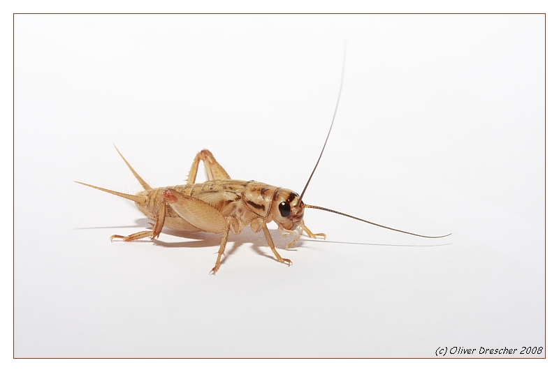 Heimchen Acheta domesticus Foto & Bild tiere, haustiere