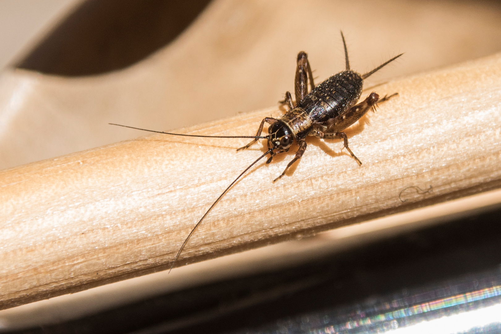 Heimchen Foto &amp; Bild | tiere, wildlife, insekten Bilder auf fotocommunity