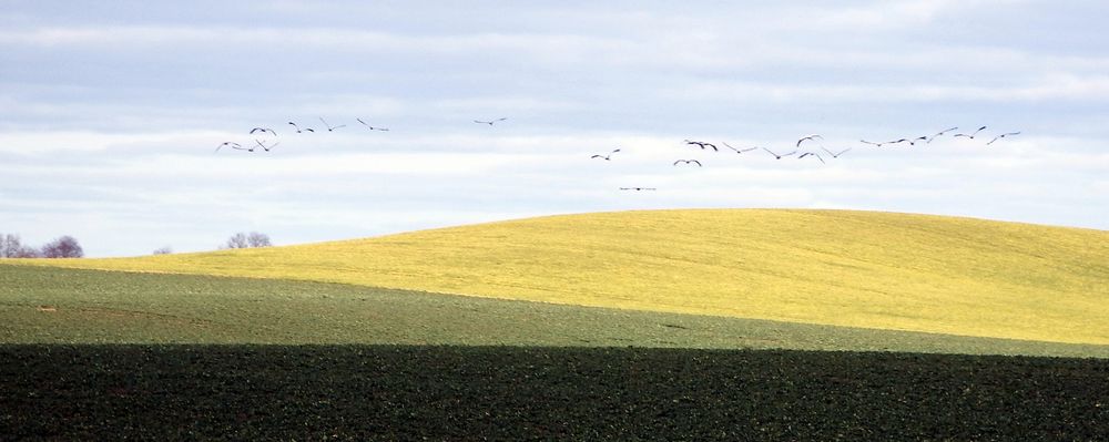 Heimflug