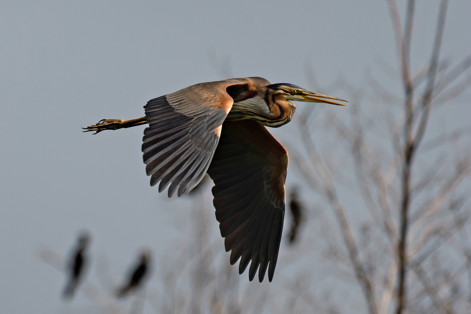 Heimflug