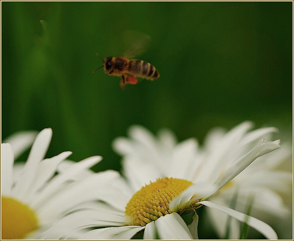 Heimflug....