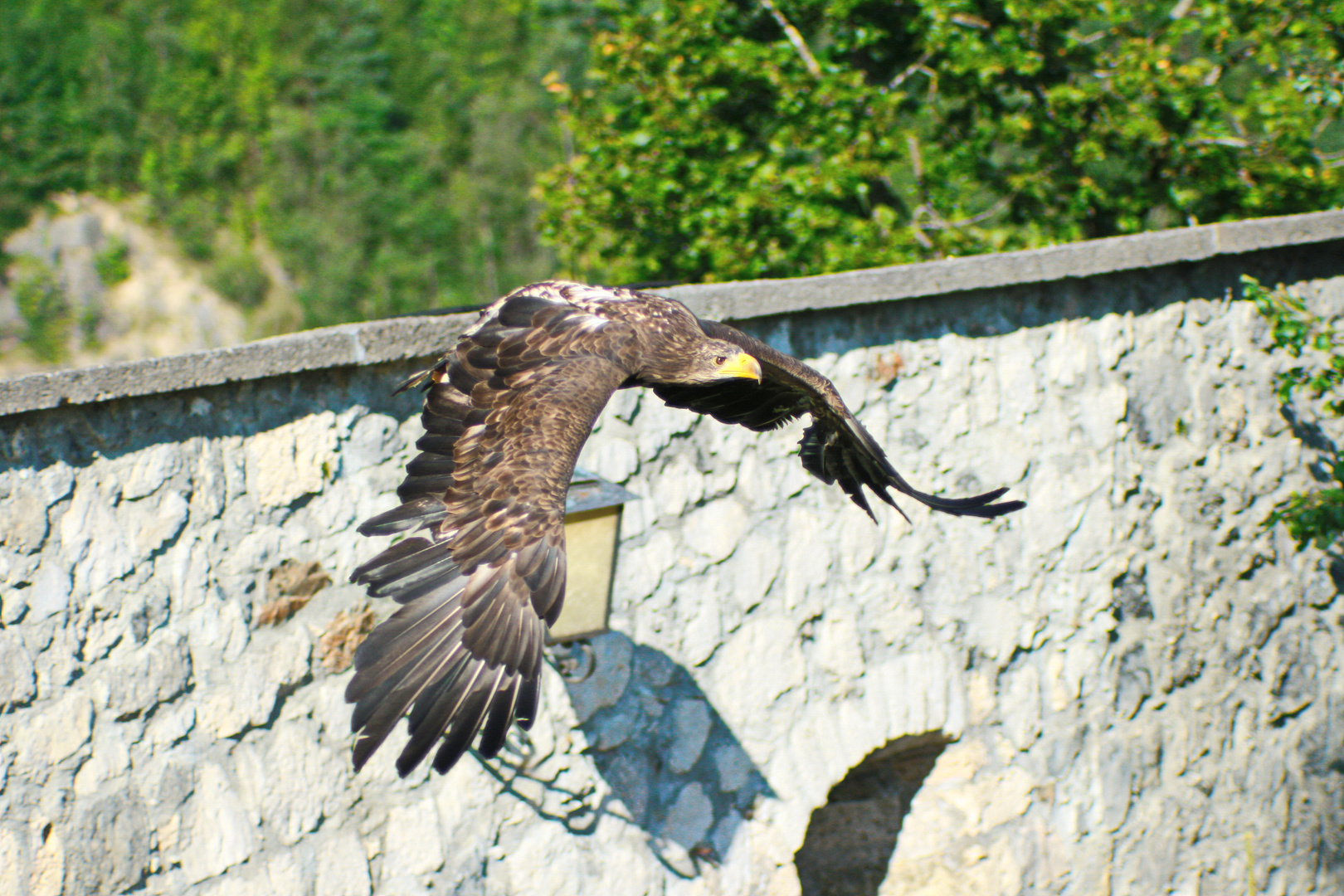 Heimflug