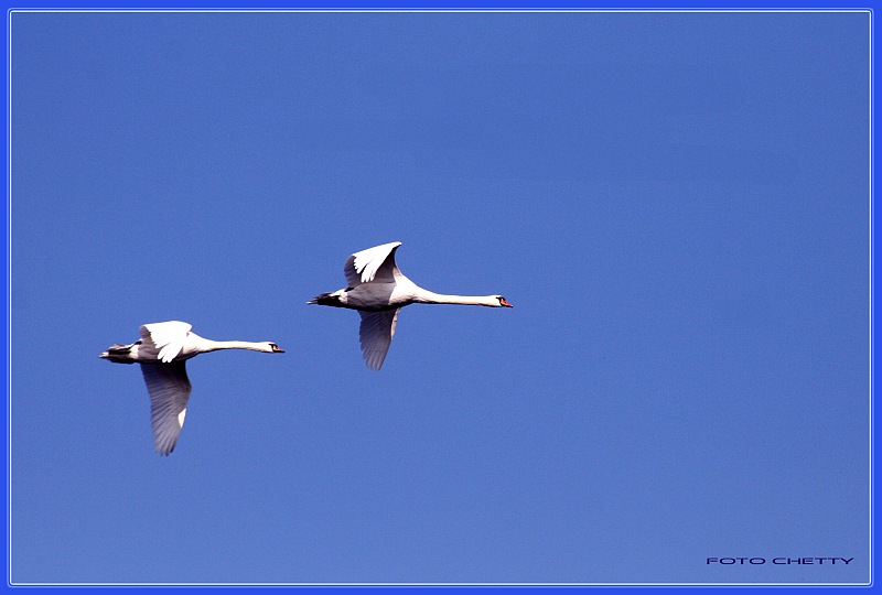 Heimflug