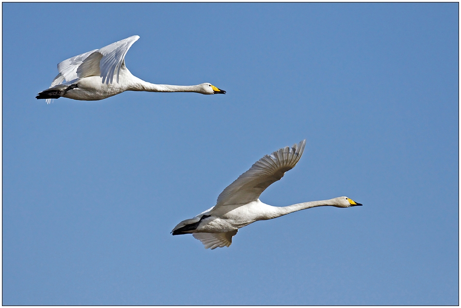 HeimFlug