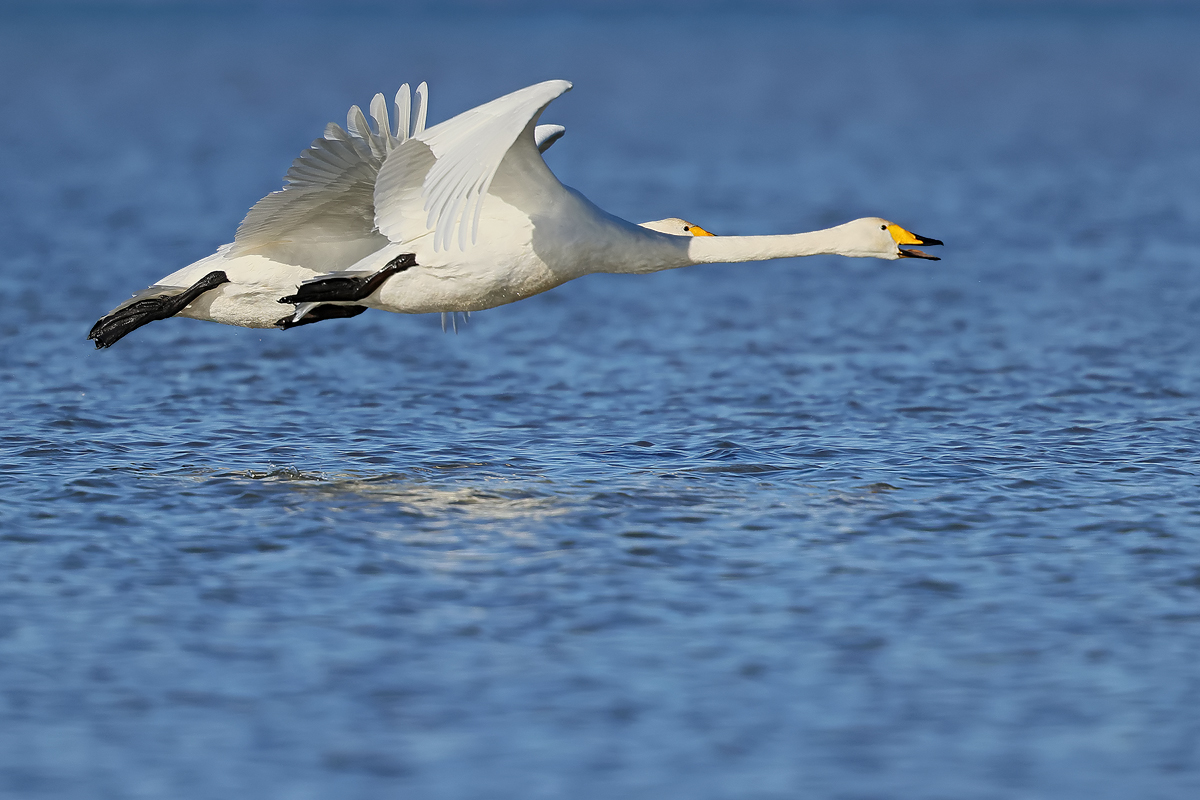 Heimflug